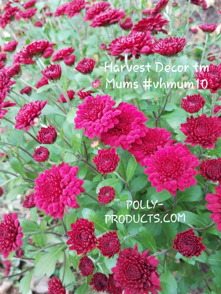 HARVEST DECOR tm MUMS FROM POLLY PRODUCTS #MUM10