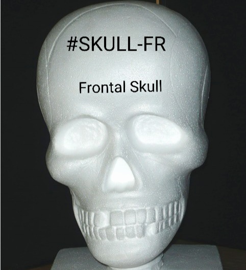 FRONTAL SKULL SECTION FOR PAINTING #SKULL-FR BY POLLY PRODUCTS. 20.5" X 12". MADE IN THE USA