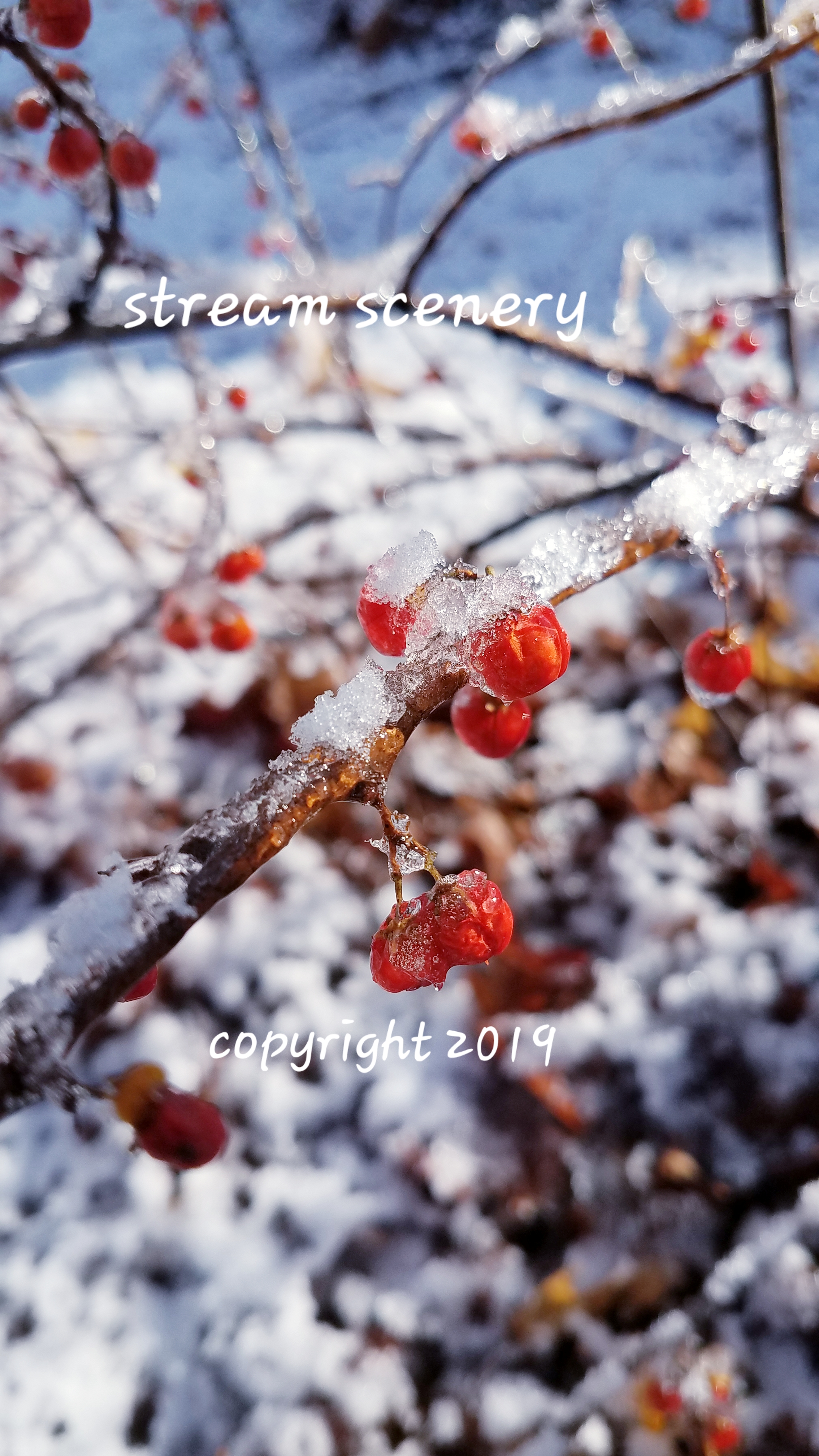 #WBERRY BERRY BUSH BY STREAM SCENERY WINTER NATURE PHOTOGRAPHY AND PRINTS