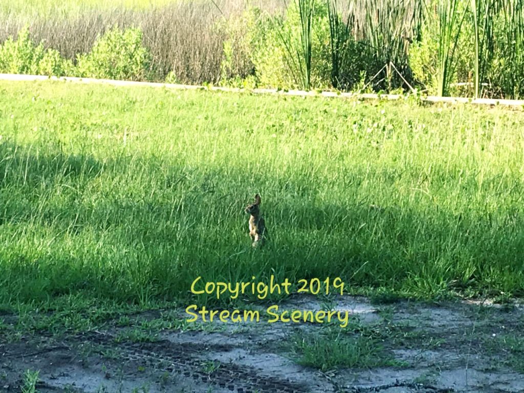 #BNATURE BY STREAM SCENERY NATURE / BUNNY PRINTS / POLLY PRODUCTS DECORATIVE DECOR 