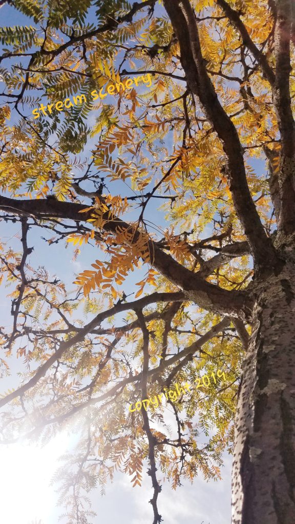 #ATREE "AUTUMN FOLIAGE TREE" BY STREAM SCENERY