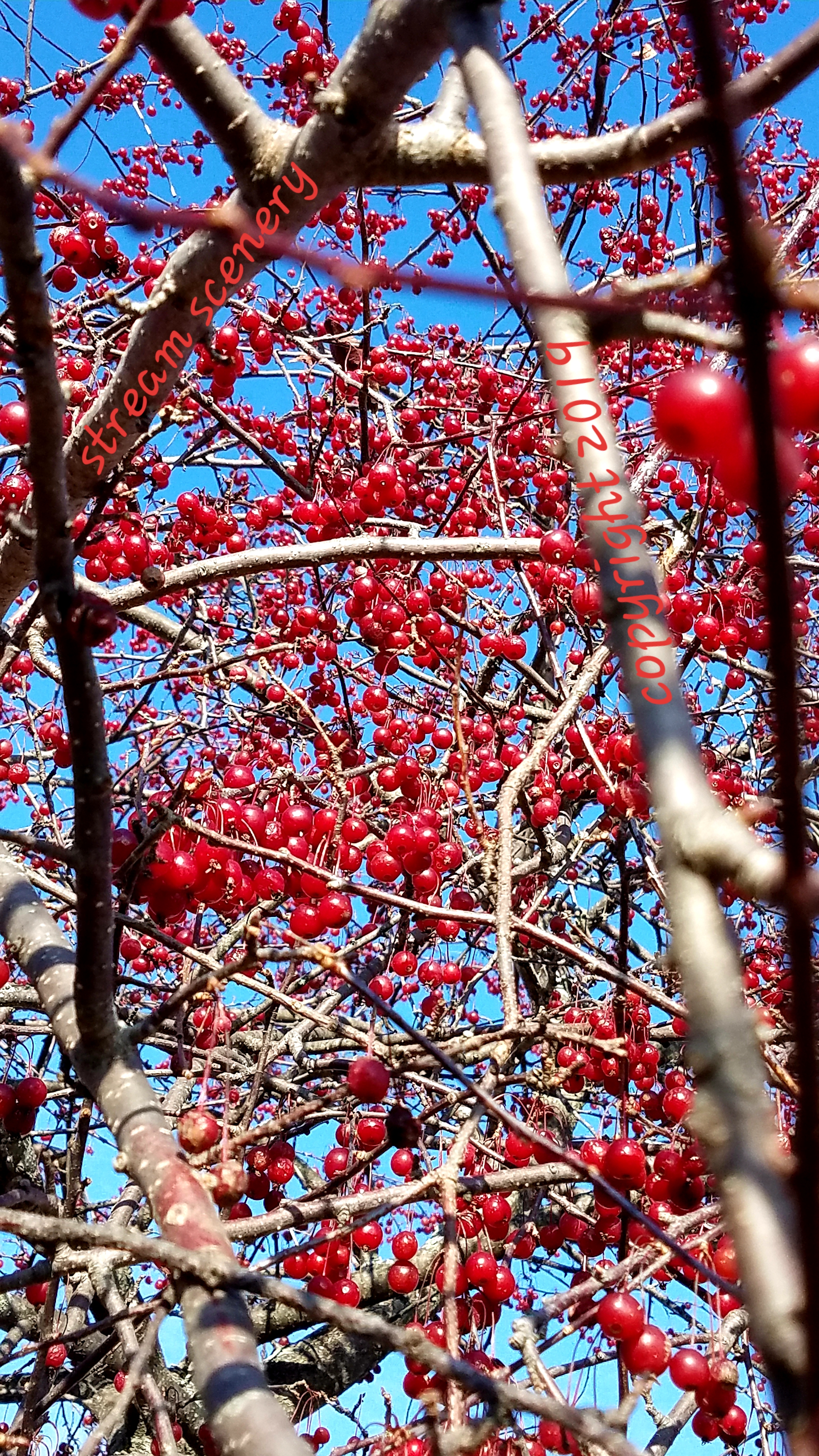 #BTAUT "AUTUMN BERRIES" NATURE AND ARBOR PRINTS BY STREAM SCENERY