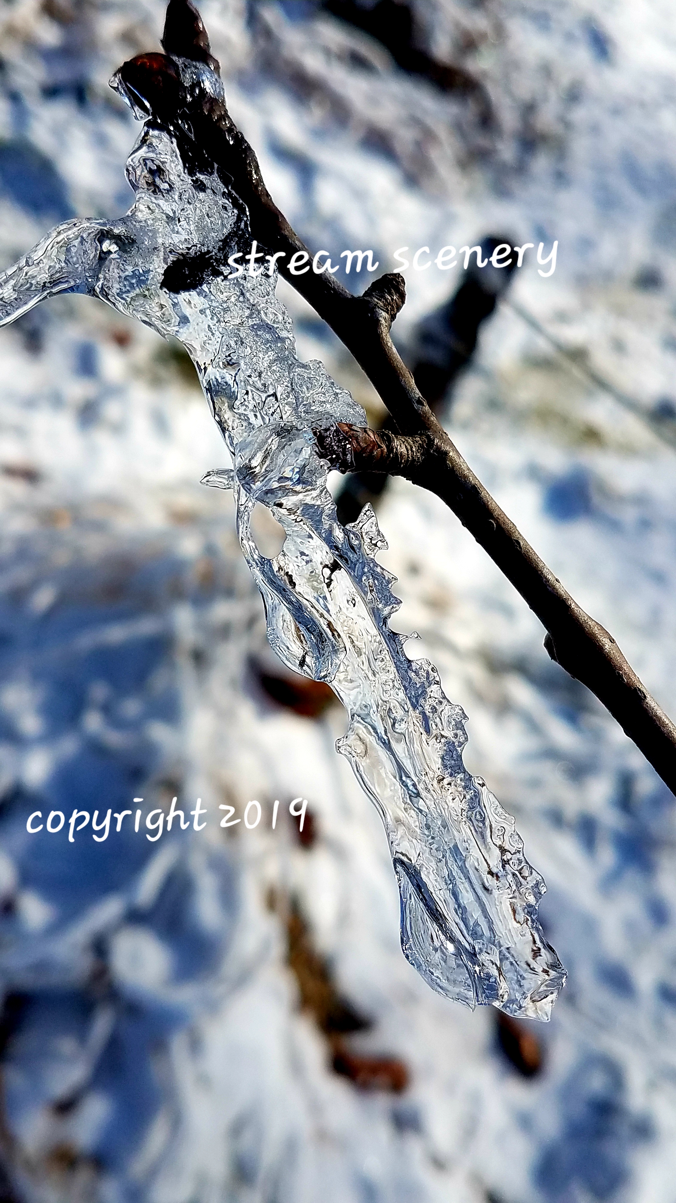 #WICE BRANCH ICICLE IN WINTER BY STREAM SCENERY WINTER AND NATURE PHOTOGRAPHY AND PRINTS.