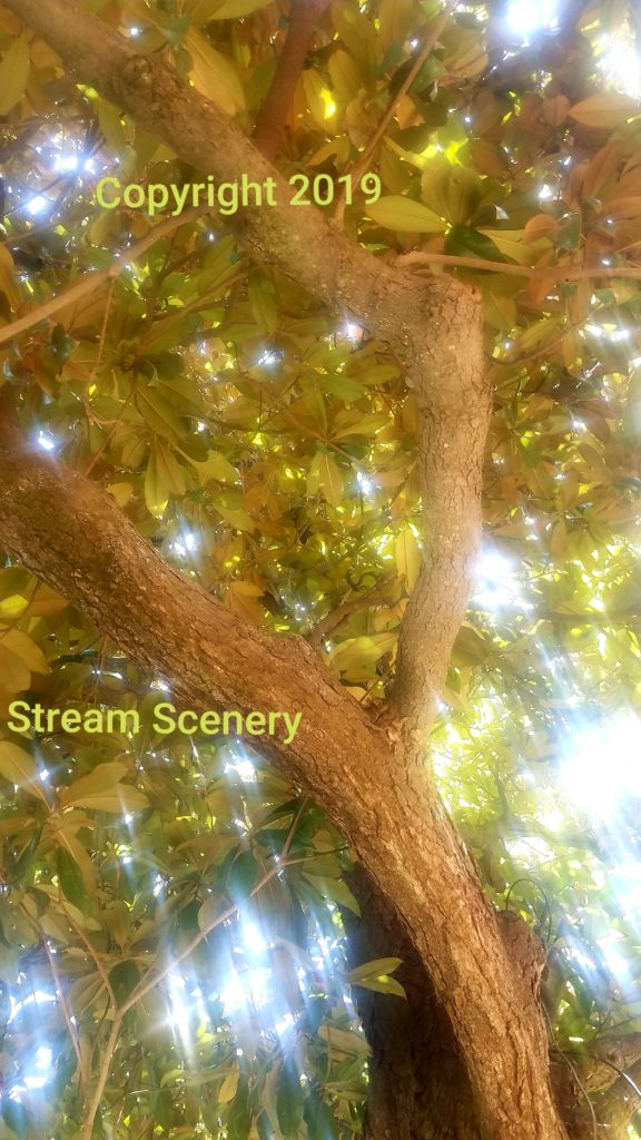 #STREE2 STREAM SCENERY DECORATIVE NATURE & ARBOR PRINTS BY POLLY PRODUCTS COMPANY