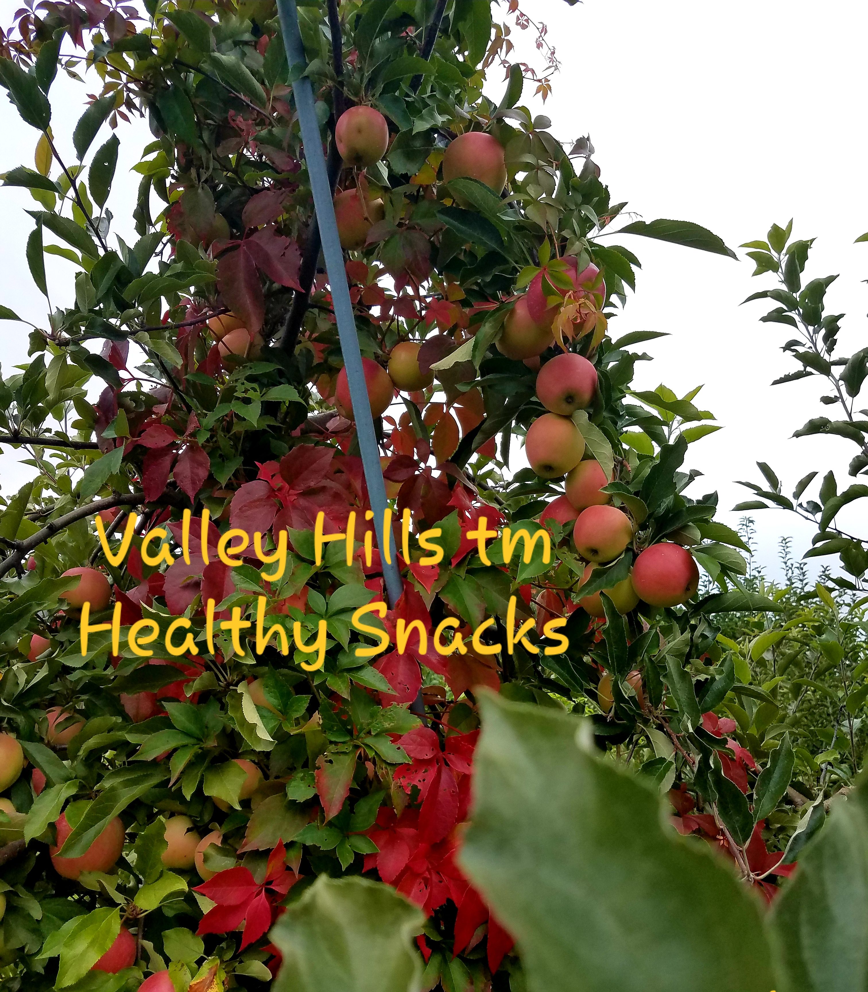 VALLEY HILLS tm NUTRITION: NATURAL & ORGANIC AND FULL OF FLAVOR