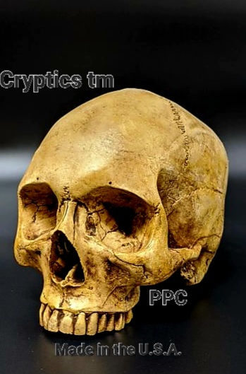 PPC SKULL/H Made in the USA. REALISTIC PLASTER SKULL 