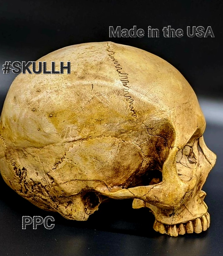 PPC SKULLH Made in the USA REALISTIC PLASTER SKULL.